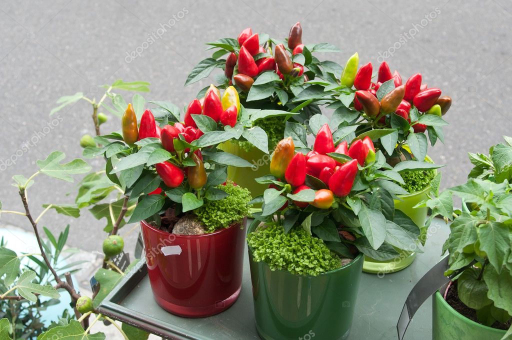 Pepper Decorative Plants At The Florist Shop Stock Photo