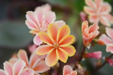 bir bahçede portakal çiçeği closeup