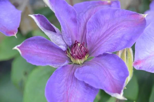 Zbliżenie fioletowy kwiat w ogrodzie — Zdjęcie stockowe