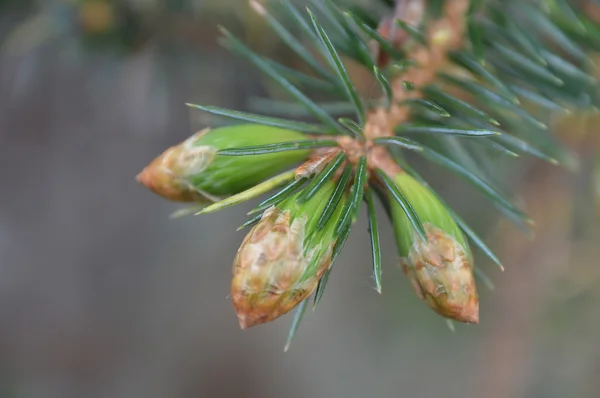 Close-up de ramo pinus em uma floresta — Fotografia de Stock