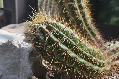 kaktüs bir tropik bahçe içinde closeup