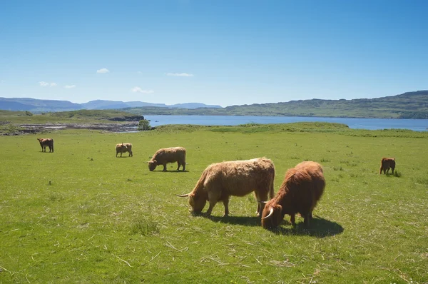 Grupo de vacas de las tierras altas en un campo en Escocia —  Fotos de Stock