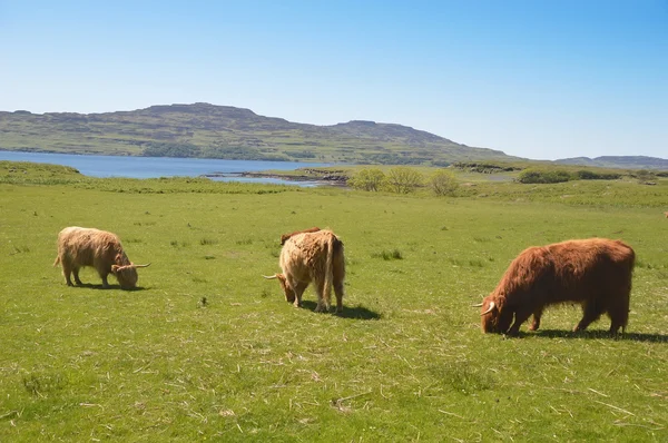 Groep voor highland cow in een veld in Schotland — Stockfoto