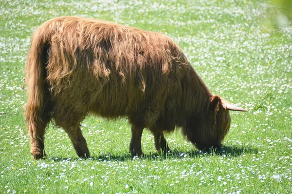 Highland cow i ett fält i Skottland — Stockfoto