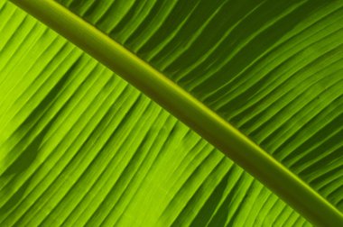 muz ağacı yaprak doku closeup