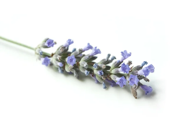 Lavendel Bouquet auf weißem Hintergrund — Stockfoto