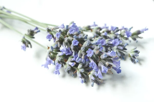 Lavendel Bouquet auf weißem Hintergrund — Stockfoto