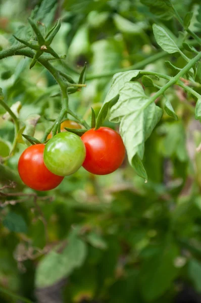 Veggetable 정원에서 체리 토마토 — 스톡 사진