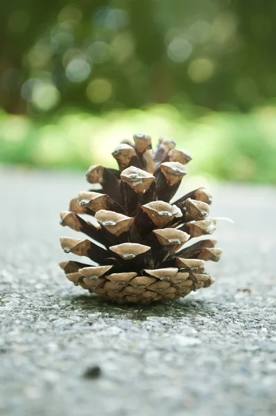 Cono de pino en la carretera — Foto de Stock