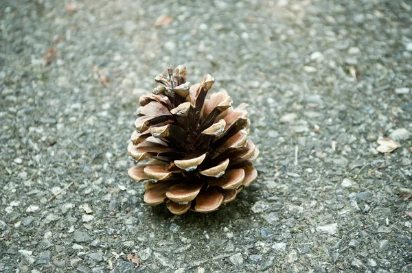 Cone de pinho na estrada — Fotografia de Stock