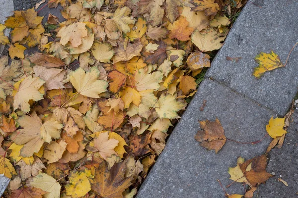 通りの床に落ちた紅葉の終了します — ストック写真