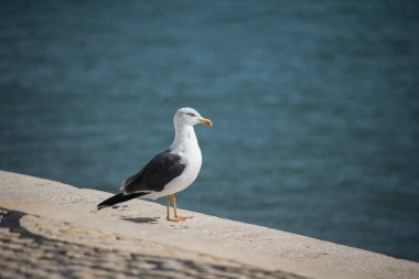 Sınır suyunda duran martının portresi 