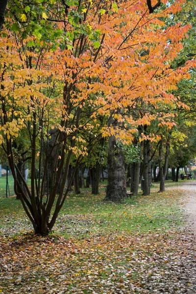Вид Красивое Осеннее Дерево Городском Парке — стоковое фото
