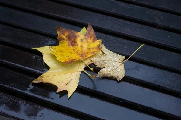 Closeup Autumnal Maple Leaves Raindrops Bench Urban Park — Stock Photo, Image