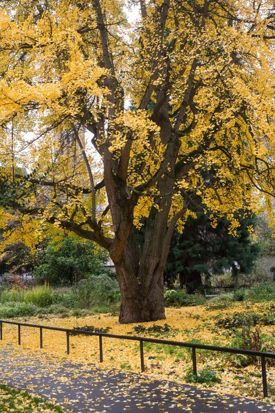 Вид Красивое Дерево Гинкго Билоба Желтыми Листьями Общественном Саду Осенью — стоковое фото