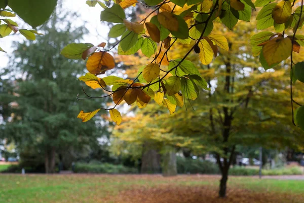 Вид Красивые Осенние Деревья Парке Сальватор Мюлузе Франция — стоковое фото