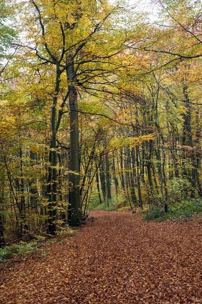 Vista Hermosos Árboles Bosque Otoñal — Foto de Stock