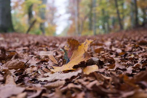 Detailní Záběr Listí Spadlo Zem Podzimním Lese — Stock fotografie