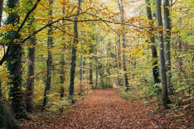 Sonbahar ormanındaki güzel ağaçların manzarası