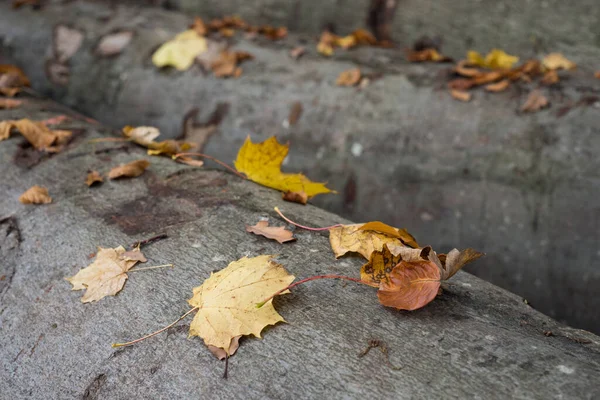 Herbstliches Laub Fällt Wald Auf Baumstamm — Stockfoto