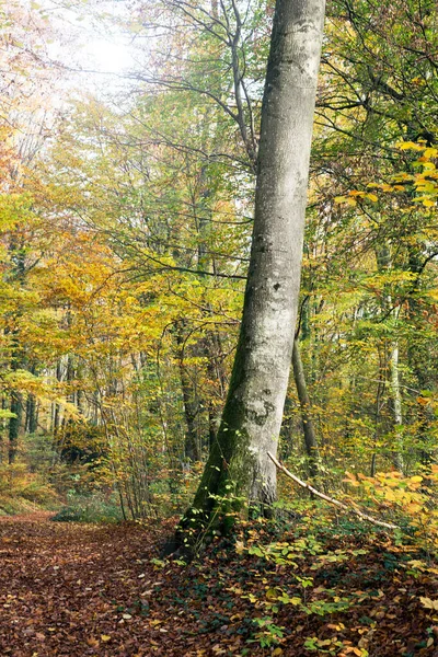 Vista Hermosos Árboles Bosque Otoñal — Foto de Stock