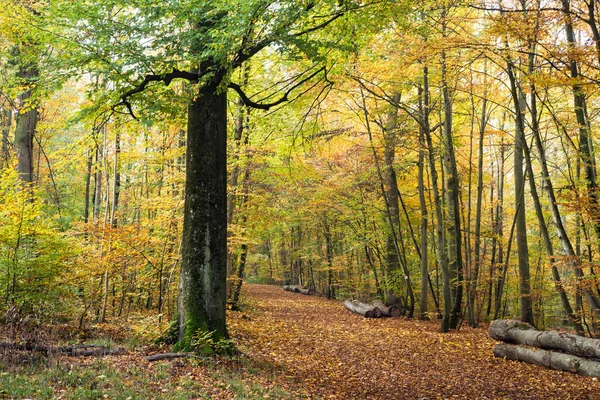 Vista Hermosos Árboles Bosque Otoñal — Foto de Stock