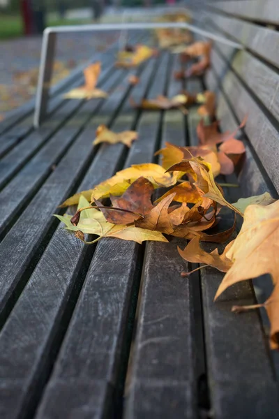 Closeup Autumnal Maple Leaves Fallen Wooden Bench Public Garden — Stock Photo, Image