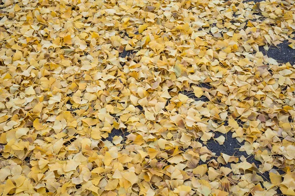 Primer Plano Hojas Amarillas Ginkgo Biloba Caído Jardín Público —  Fotos de Stock