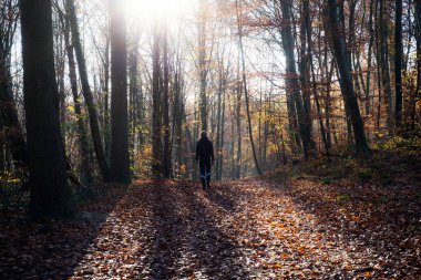 Sonbahar ormanlarındaki güzel ağaçların üzerindeki ışığın görüntüsü