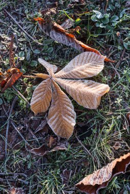 Çimenlerdeki donmuş sonbahar yapraklarının kapanışı