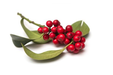 Holly 'nin beyaz arka plandaki şubesine yaklaş