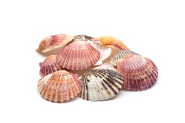 Beyaz arka planda güzel deniz kabuklarının yakın çekimi