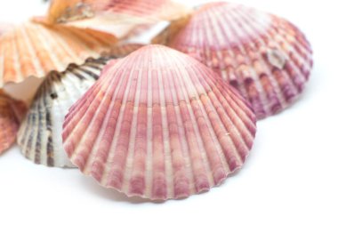 Beyaz arkaplandaki güzel deniz kabuklarının yakınlaşması