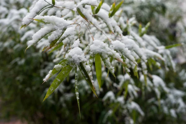 Gros Plan Feuilles Bambou Recouvertes Neige Dans Jardin — Photo