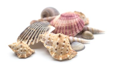 Beyaz arkaplandaki güzel deniz kabuklarının yakınlaşması