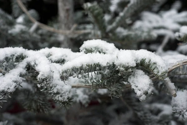 Zbliżenie Gałązki Jodły Pokrytej Śniegiem — Zdjęcie stockowe