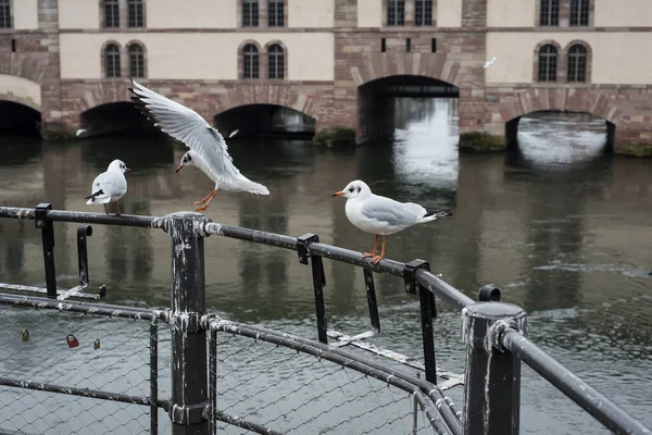 View Seagulls Metallic Fence Little France Quarter Strasbourg — Stock Photo, Image