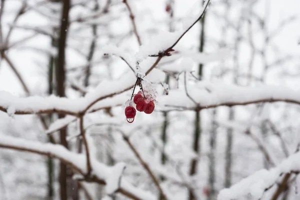 Fechar Bagas Vermelhas Galho Árvore Coberto Pela Neve — Fotografia de Stock