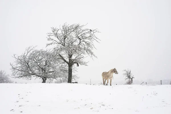 Vista Cavalo Branco Prado Nevado Durig Uma Tempestade Neve — Fotografia de Stock
