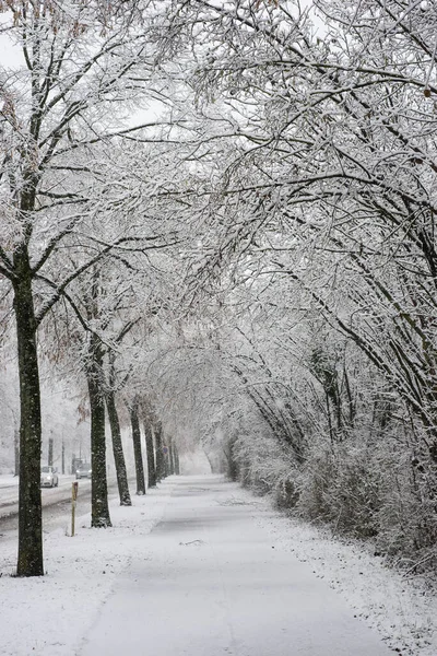 Widok Drzew Pokrytych Śniegiem Przygranicznym Parku Miejskim Mieście Przez Burzę — Zdjęcie stockowe