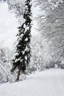 Güneşli bir günde kışın karla kaplı ağaçların manzarası