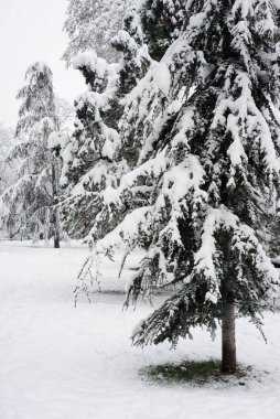 Karla kaplı bir bahçedeki ağaçların manzarası 