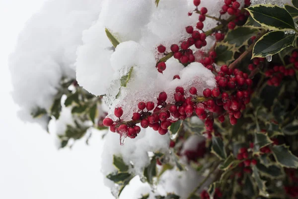 Zbliżenie Jagód Ostrokrzewu Gałęziach Pokrytych Śniegiem — Zdjęcie stockowe
