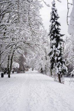 Güneşli bir günde kışın karla kaplı ağaçların manzarası