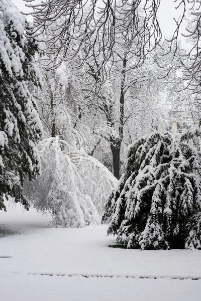 Widok Drzew Pokrytych Śniegiem Ogrodzie Śnieżny Dzień — Zdjęcie stockowe