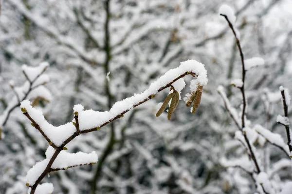 Zbliżenie Nasion Gałęzi Orzecha Laskowego Pokrytej Śniegiem — Zdjęcie stockowe