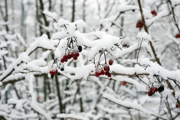 Zbliżenie Czerwonych Jagód Gałęzi Drzewa Pokrytej Śniegiem — Zdjęcie stockowe