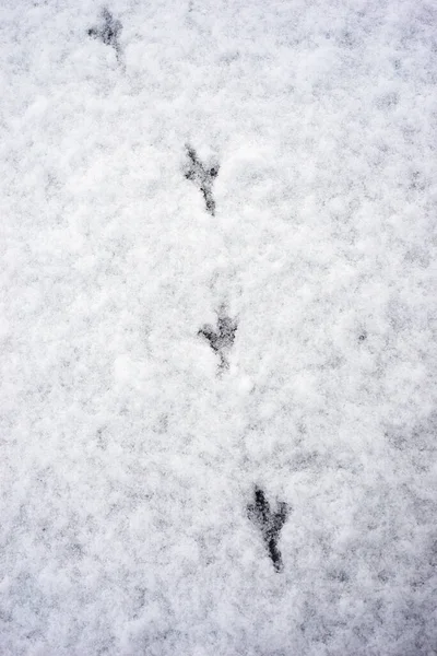 Gros Plan Des Marches Oiseaux Dans Neige — Photo