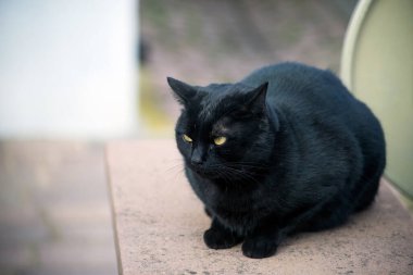 Sokakta oturan siyah kedinin portresi