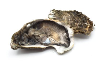 Beyaz arka planda taze istiridye yakın plan